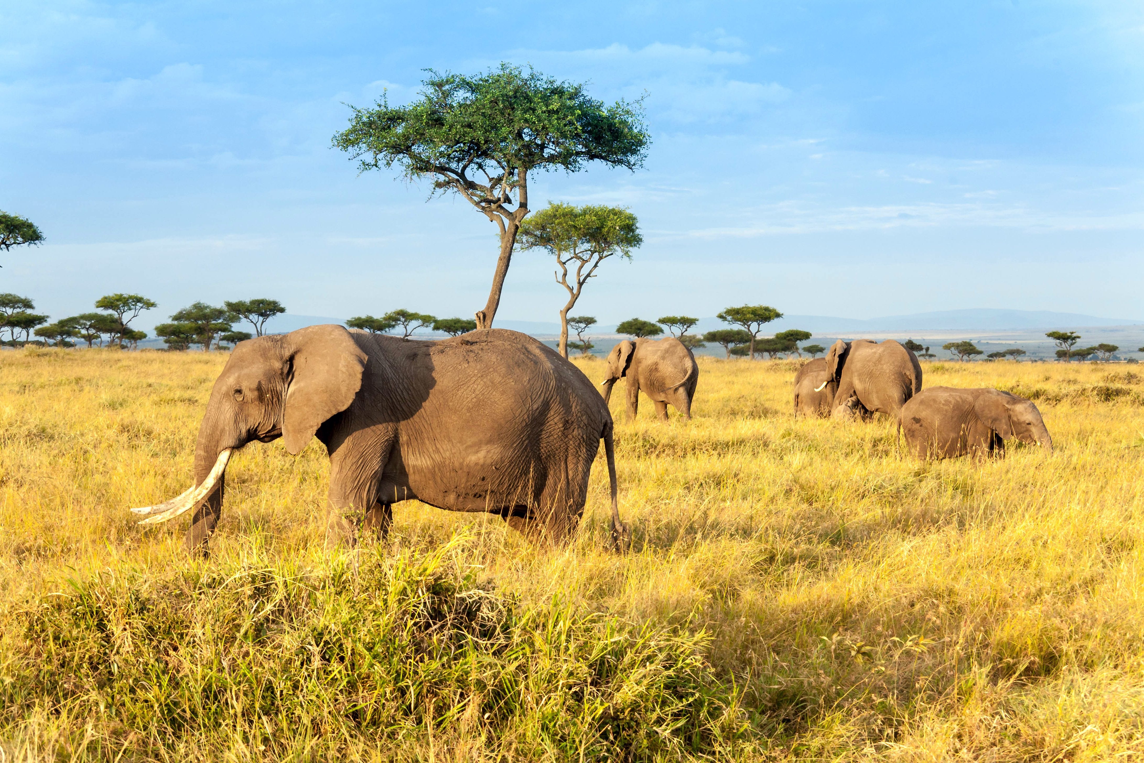 Maasai Mara Big Five Lions