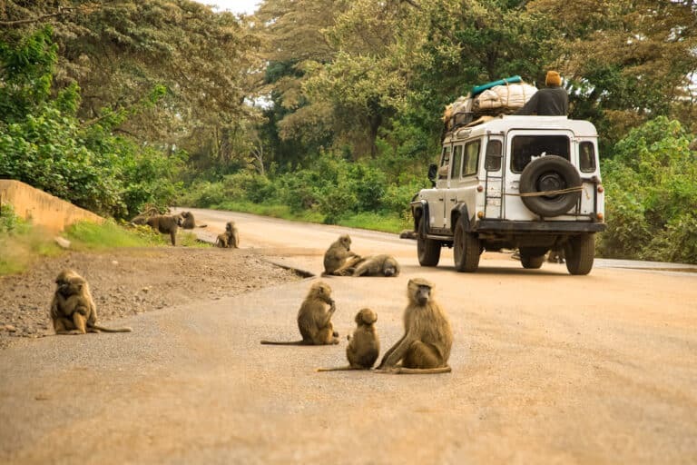 Baboon troop walking along highland forest road in Kijabe